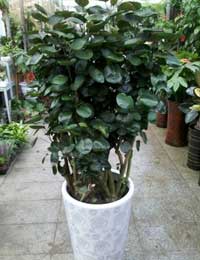 植物(wù)租賃福祿桐